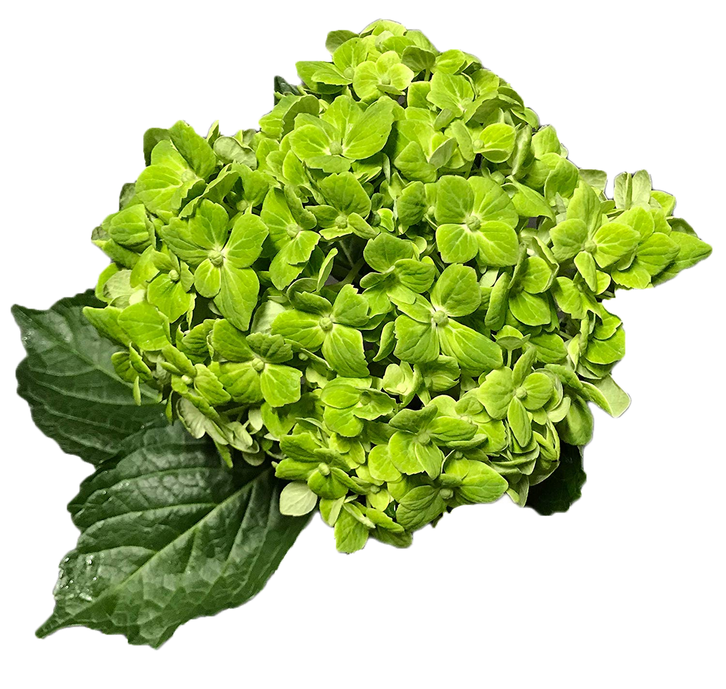 Hydrangea Esmeralda