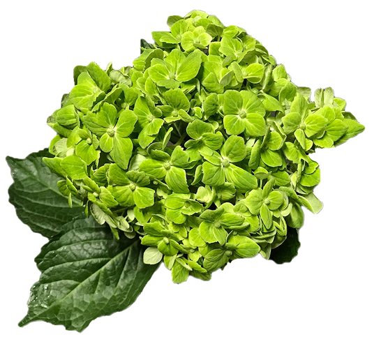 Hydrangea Esmeralda