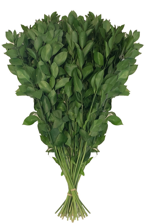 Israeli Ruscus