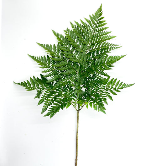 Leather Leaf
