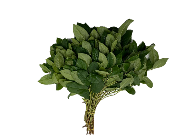 Lemon Salal