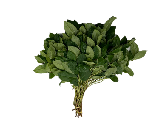 Lemon Salal