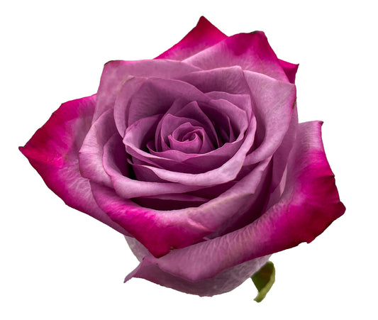 Rose Deep Purple