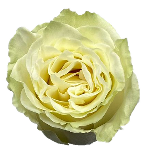 Rose Mondial