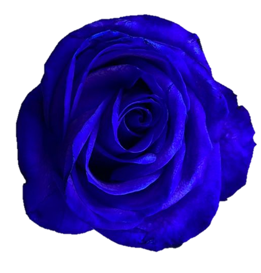 Rose Blue tinted