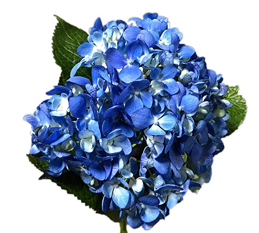Hydrangea Shocking Blue